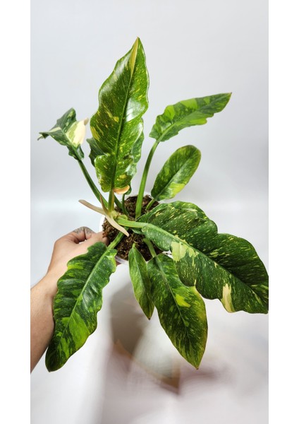 Plant Momzie Philodendron Ring Of Fire