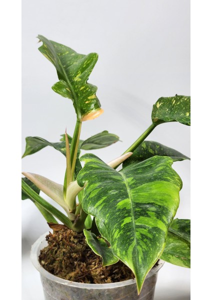 Plant Momzie Philodendron Ring Of Fire