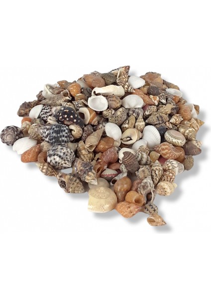 Deniz Kabuğu Karışık Minik 100 gr