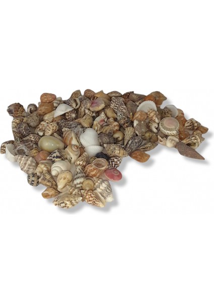 Deniz Kabuğu Karışık Minik 100 gr