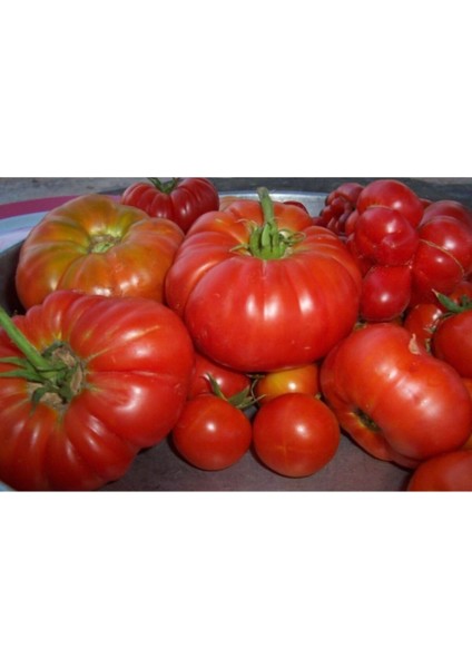 Mis Kokulu Yayla Domatesi Tohumu 50 Adet Domates Tohumu modelleri