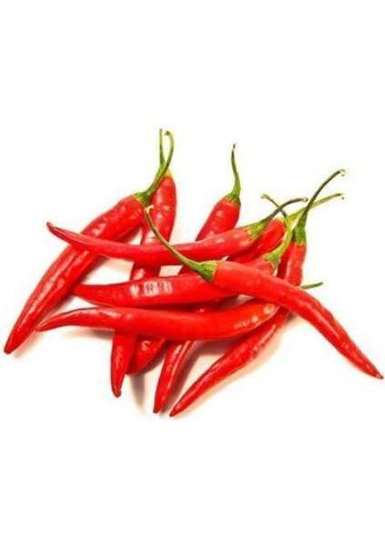 Şili Biberi Tohumu Çok Acı Chili Biberi Tohumu 100 Adet