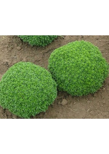 Top Reyhan Çiçeği Tohumu Fesleğen Çiçek Tohumu 15 Adet Tohum