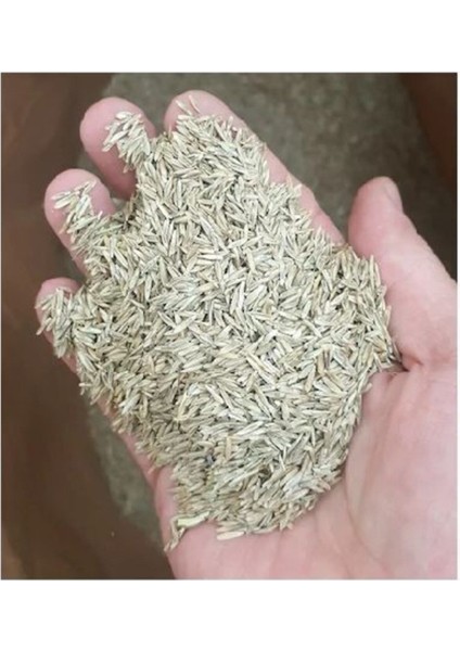 Çim Tohumu 1 Kg. Dayanıklı Yoğun Basılan Alanlar Için Ideal Çim Tohumu fiyatları