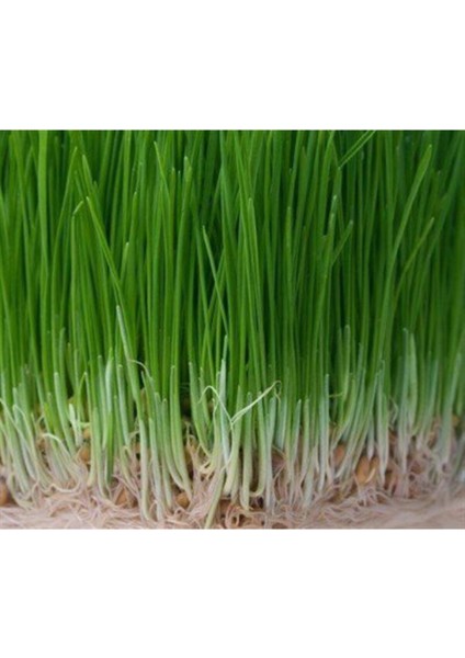 Çim Tohumu 1 Kg. Dayanıklı Yoğun Basılan Alanlar Için Ideal Çim Tohumu fırsatları