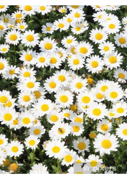 30 Adet Papatya Tohumu Yayılıcı Kır Papatyası Çiçeği + Saksı Toprak modelleri