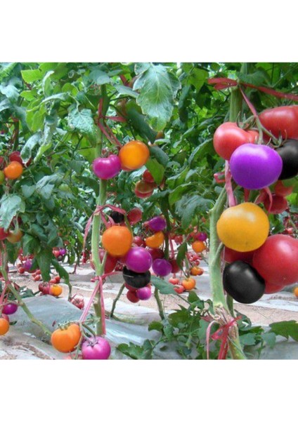 Gökkuşağı Cherry Domates Tohumu Regarenk Domates Tohumu 10 Tohum + Saksı Toprak