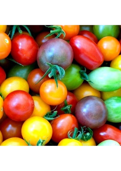 Gökkuşağı Cherry Domates Tohumu Regarenk Domates Tohumu 10 Tohum + Saksı Toprak fiyatları