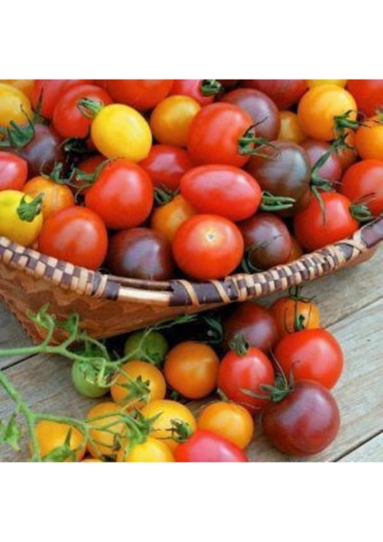 Gökkuşağı Cherry Domates Tohumu Regarenk Domates Tohumu 10 Tohum + Saksı Toprak modelleri