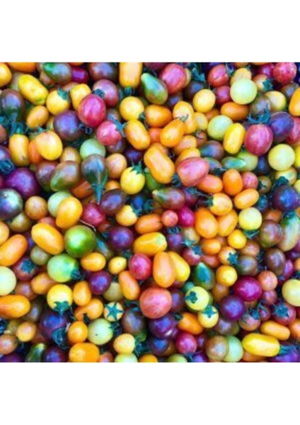Gökkuşağı Cherry Domates Tohumu Regarenk Domates Tohumu 10 Tohum + Saksı Toprak fırsatları