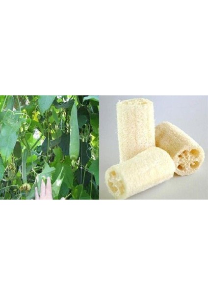 Lif Kabak Tohumu Lif Sünger Kabak Tohumu 10 Tohum + Saksı + Toprak