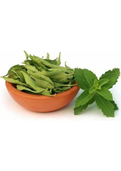 Şeker Otu Tohumu Stevia Tohumu 20 Adet Tohum + Saksı + Toprak