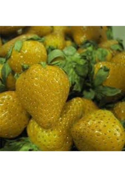 10 Adet Tohum Nadir Tropikal Sarı Çilek Tohumu Yediveren Sarı Çilek + Saksı Toprak