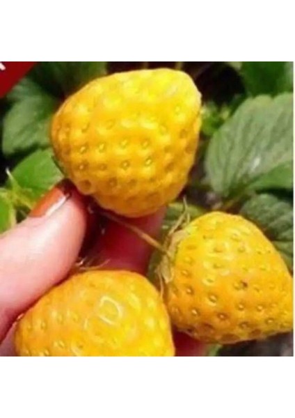10 Adet Tohum Nadir Tropikal Sarı Çilek Tohumu Yediveren Sarı Çilek + Saksı Toprak fiyatları