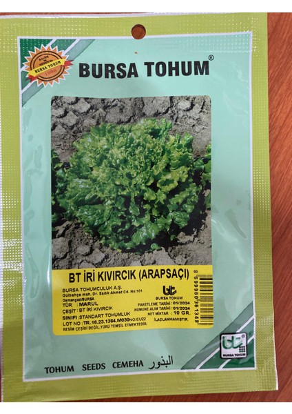 Iri Kıvırcık Marul Tohumu (Arapsaçı)