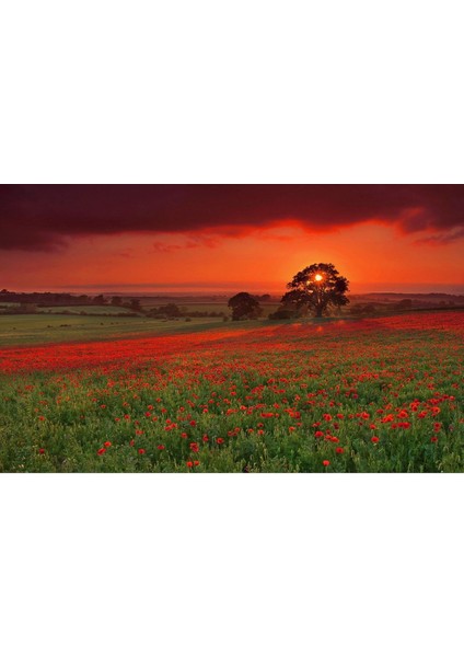 50 Adet Kırmızı Gelincik Çiçeği Tohumu Çiçek Tohumu fiyatları