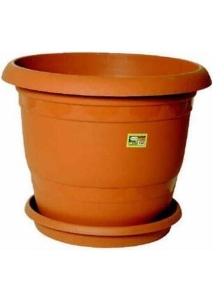 50 Adet Kırmızı Gelincik Çiçeği Tohumu Çiçek Tohumu fırsatları