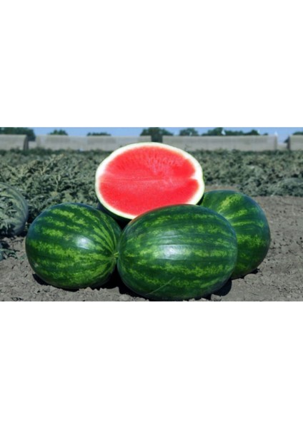 Adana Karpuzu Tohumu Meşhur Adana Karpuzu Tohumu 10 Adet Tohum fırsatları