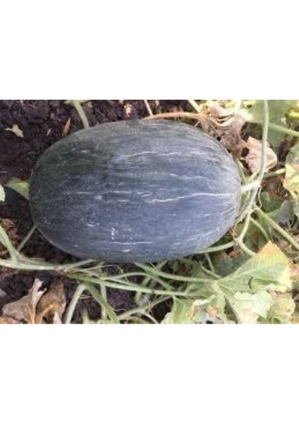 Hasanbey Siyah Kışlık Kavun Tohumu 15 Tohum fiyatları