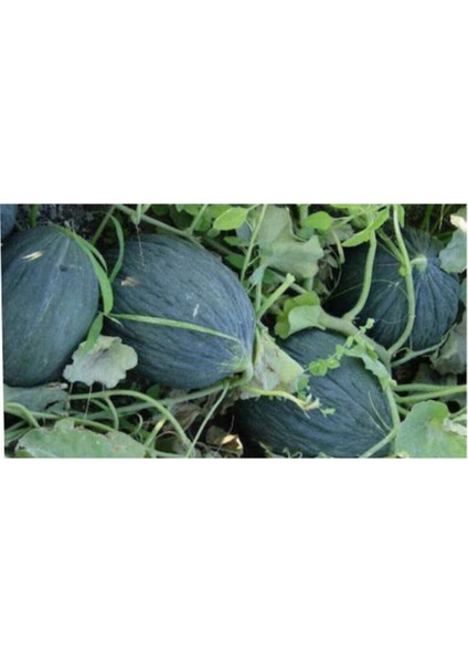 Hasanbey Siyah Kışlık Kavun Tohumu 15 Tohum modelleri