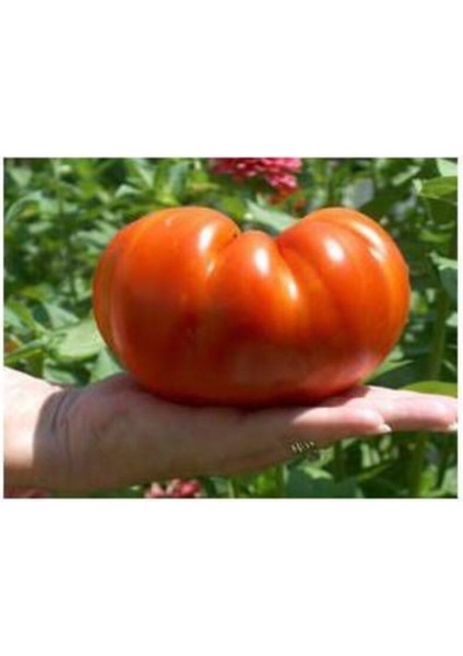 Dev Hollanda Domatesi Tohumu Dev Domates Tohumu 15 Tohum + Saksı + Toprak fiyatları