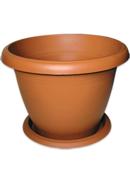 Bodur Bonsai Portakal Ağacı Tohumu Bonsai Portakal Ağacı Tohumu 3 Adet Tohum fırsatları