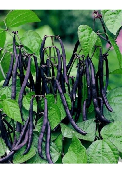 Siyah Fasulye Tohumu Sırık Fasulye Tohumu 40 Adet Tohum modelleri