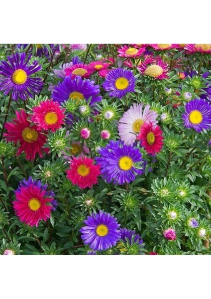 Kraliçe Papatyası Çiçeği Tohumu Papatya Tohumu 10 Adet Tohum