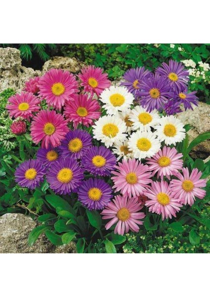 Kraliçe Papatyası Çiçeği Tohumu Papatya Tohumu 10 Adet Tohum fiyatları