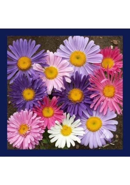 Kraliçe Papatyası Çiçeği Tohumu Papatya Tohumu 10 Adet Tohum modelleri