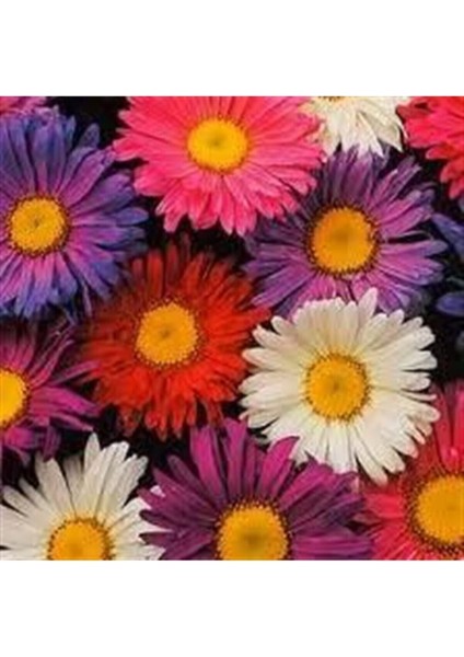 Kraliçe Papatyası Çiçeği Tohumu Papatya Tohumu 10 Adet Tohum fırsatları