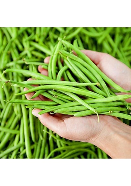 Acebek Tohumu Börülce Tohumu 20 Adet Tohum