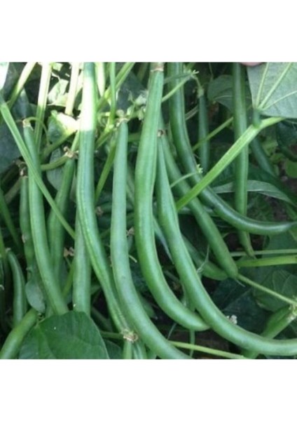 Acebek Tohumu Börülce Tohumu 20 Adet Tohum fiyatları