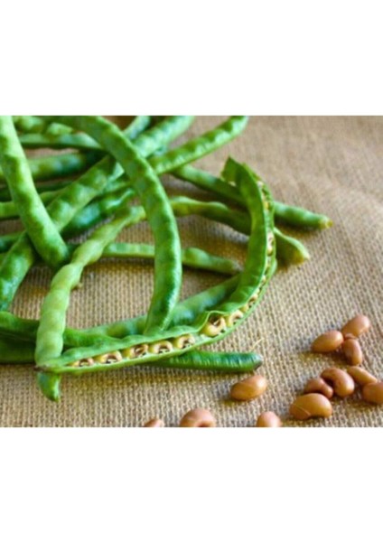 Acebek Tohumu Börülce Tohumu 20 Adet Tohum fırsatları