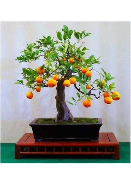 Bodur Bonsai Portakal Ağacı Tohumu Bonsai Portakal Ağacı Tohumu 3 Adet Tohum