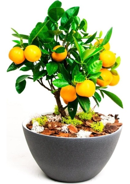Bodur Bonsai Portakal Ağacı Tohumu Bonsai Portakal Ağacı Tohumu 3 Adet Tohum fiyatları