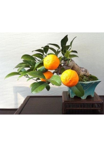 Bodur Bonsai Portakal Ağacı Tohumu Bonsai Portakal Ağacı Tohumu 3 Adet Tohum modelleri