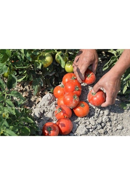 Ankara Ayaş Domates Tohumu Ayaş Domatesi Tohumu 15 Adet Tohum modelleri
