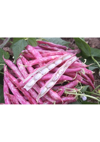 Oturak Barbunya Tohumu Tohumu 15 Adet Tohumu