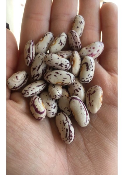 Oturak Barbunya Tohumu Tohumu 15 Adet Tohumu fiyatları