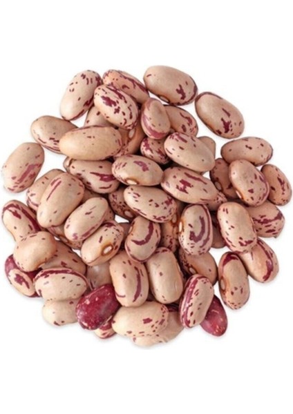 Oturak Barbunya Tohumu Tohumu 15 Adet Tohumu modelleri