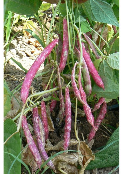 Oturak Barbunya Tohumu Tohumu 15 Adet Tohumu fırsatları