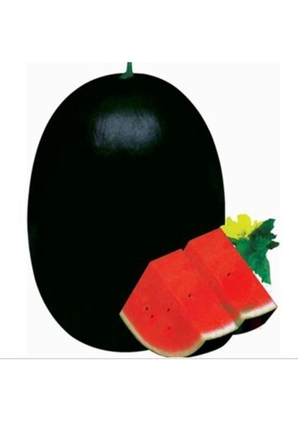 Büyük Iri Boy Halep Karpuz Tohumu Kara Karpuz Tohumu 15 Adet Tohum