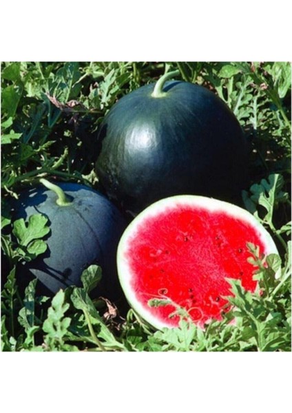 Büyük Iri Boy Halep Karpuz Tohumu Kara Karpuz Tohumu 15 Adet Tohum fiyatları