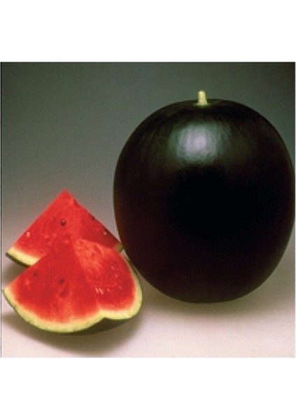 Büyük Iri Boy Halep Karpuz Tohumu Kara Karpuz Tohumu 15 Adet Tohum modelleri