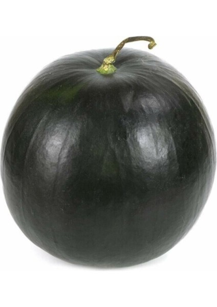 Büyük Iri Boy Halep Karpuz Tohumu Kara Karpuz Tohumu 15 Adet Tohum fırsatları