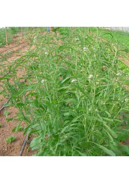 Bahçe Teresi Tohumu Tere Tohumu 100 Adet Tohum fiyatları