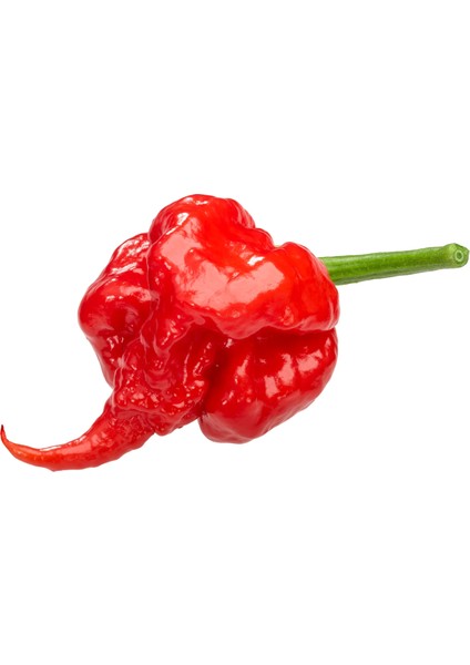 Murattohumculuk Dünyanın En Acı Biberi Tohumu (Carolina Reaper) 5 Adet Tohum