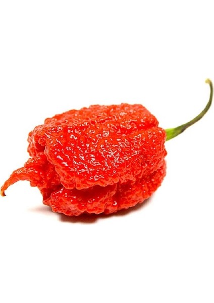 Murattohumculuk Dünyanın En Acı Biberi Tohumu (Carolina Reaper) 5 Adet Tohum