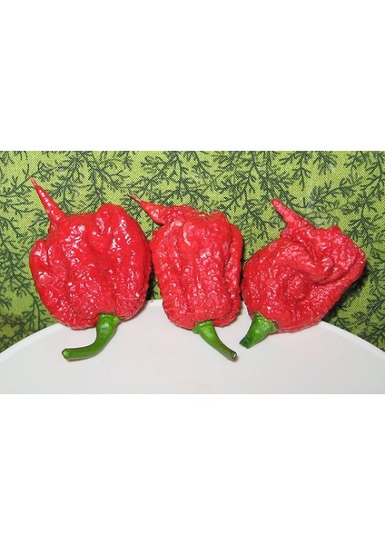 Murattohumculuk Dünyanın En Acı Biberi Tohumu (Carolina Reaper) 5 Adet Tohum